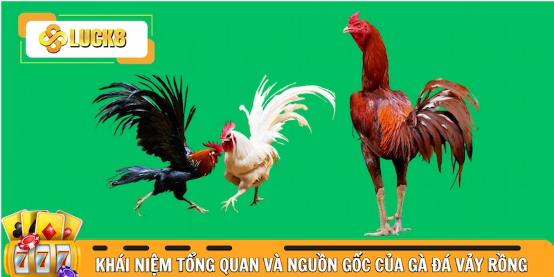 Khái niệm tổng quan và nguồn gốc của gà đá vảy rồng