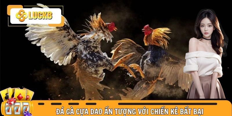 Đá gà cựa dao ấn tượng với chiến kê bất bại