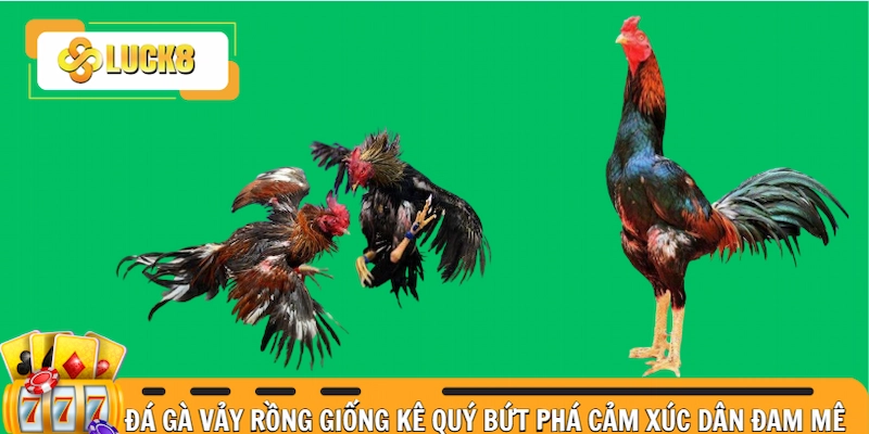 gà đá vảy rồng